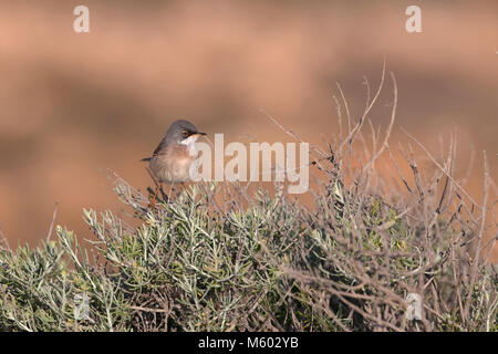 Spectacled Warbler (Sylvia conspicillata orbitalis) Stockfoto