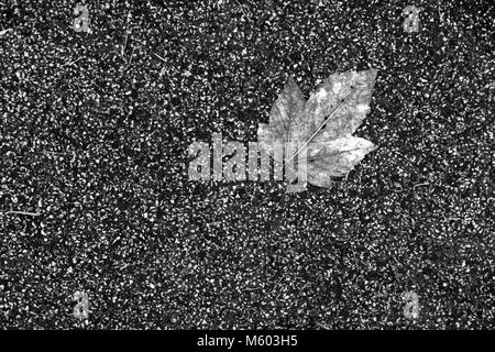 Ein einzelnes Blatt an den Asphalt klemmt Stockfoto