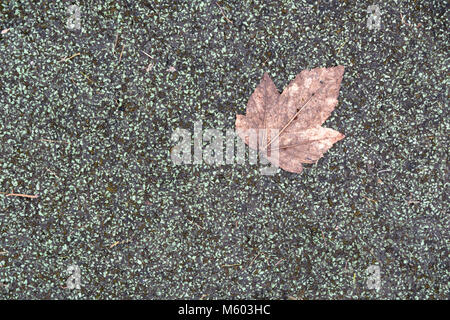 Ein einzelnes Blatt an den Asphalt klemmt Stockfoto