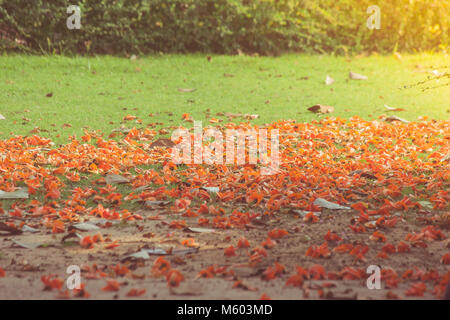 Bunte Blüten und Blätter fallen auf den Boden neben Baum im Winter Saison. Stockfoto