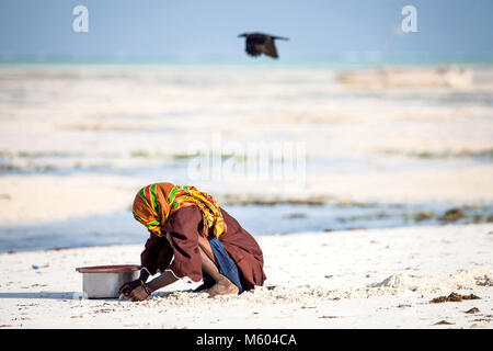 Muslimischen Mann sammeln Muscheln am Strand in Stone Town, die Insel Sansibar, Tansania. Zanzibar täglich leben. Krähe im Hintergrund fliegen. Stockfoto