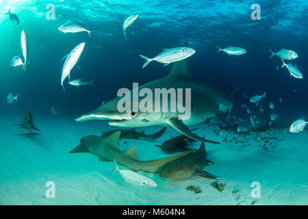 Große Hammerhai und Ammenhai, Sphyrna mokarran, Bimini, Bahamas Stockfoto