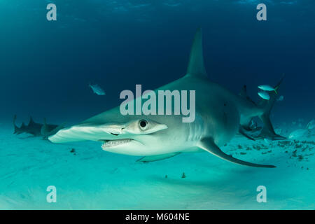 Großer Hammerhai Sphyrna Mokarran, Bimini, Bahamas Stockfoto