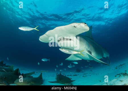 Große Hammerhai und Ammenhai, Sphyrna mokarran, Bimini, Bahamas Stockfoto