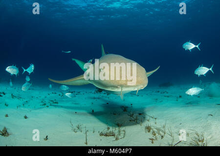 Nurse Shark, Ginglymostoma Cirratum, Bimini, Bahamas Stockfoto