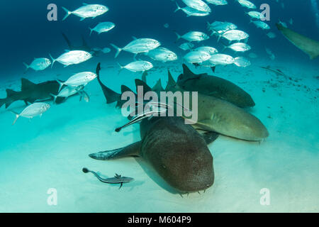 Nurse Shark, Ginglymostoma Cirratum, Bimini, Bahamas Stockfoto