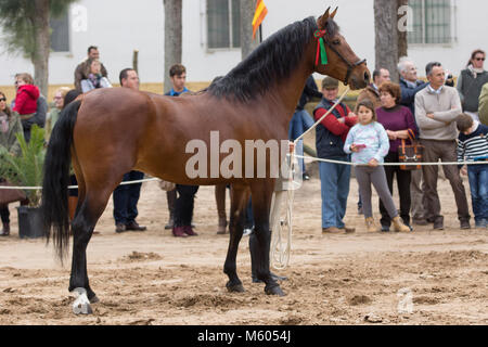 Hispano-arabischen Hengst in eine Show Stockfoto