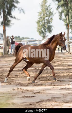 Legendäre rein spanischen arabischen Hengst Ramalazo Stockfoto