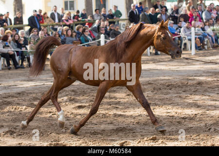 Legendäre rein spanischen arabischen Hengst Ramalazo Stockfoto