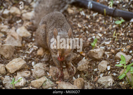 Vadnais Heights, Minnesota. Eastern Grey Squirrel, Sciurus carolinensis mit Abszess an der Seite der Face essen einen Vogel. Stockfoto