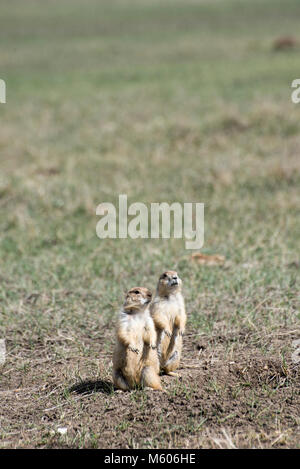 South Dakota. Badlands National Park. Schwarz-tailed prairie dog, Cynomys ludovicianus. Präriehunde aufpassen für Raubtiere. Stockfoto