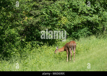 Vadnais Heights, Minnesota. John H. Allison Wald. Weibliche Jugendliche Weißwedelhirsche, Odocoileus virginianus Essen die Vegetation im Wald. Stockfoto