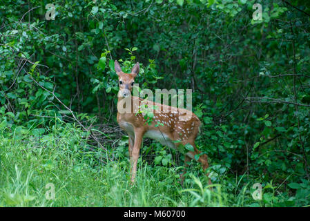 Vadnais Heights, Minnesota. John H. Allison Wald. Weißwedelhirsche, Odocoileus virginianus. Fawn versteckt im Wald. Stockfoto