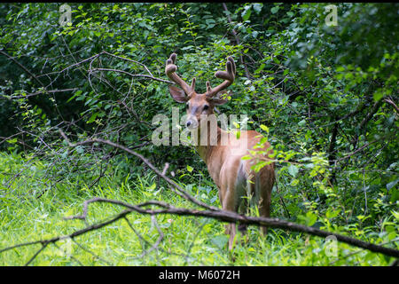 Vadnais Heights, Minnesota. John H. Allison Wald. Weißwedelhirsche, Odocoileus virginianus. White-tailed Buck mit samt Geweih im Wald lo Stockfoto