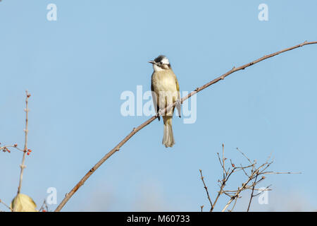 Licht - vented Bulbul, Chinesisch Bulbul in Peking, China Stockfoto