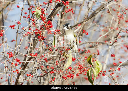 Licht - vented Bulbul, Chinesisch Bulbul in Peking, China Stockfoto