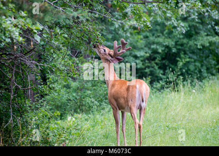 Vadnais Heights, Minnesota. John H. Allison Wald. Weißwedelhirsche, Odocoileus virginianus. White-tailed Buck mit samt Geweih essen die veget Stockfoto
