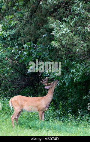 Vadnais Heights, Minnesota. John H. Allison Wald. Weißwedelhirsche, Odocoileus virginianus. White-tailed Buck mit samt Geweih essen die veget Stockfoto