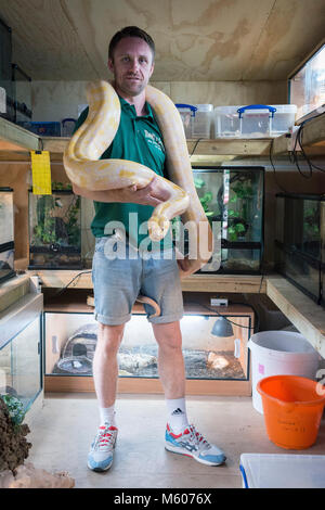 Eine wirkliche Person zeigt aus und zeigt ihre Sammlung von Reptilien und Schlangen aus den Aquarien Stockfoto