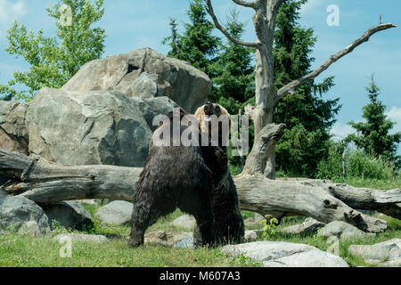 Apple Valley, Minnesota. Minnesota Zoo. Russlands Grizzly coast aufweisen. Brauner Bär aka Grizzly, Ursus arctos. Bären sind wahrscheinlich Kämpfen zu zeigen die Stockfoto