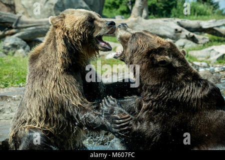 Apple Valley, Minnesota. Minnesota Zoo. Russlands Grizzly coast aufweisen. Brauner Bär aka Grizzly, Ursus arctos. Bären sind wahrscheinlich Kämpfen zu zeigen die Stockfoto