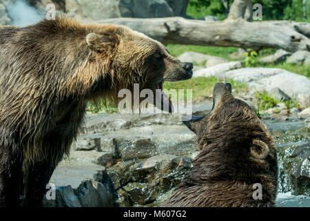 Apple Valley, Minnesota. Minnesota Zoo. Russlands Grizzly coast aufweisen. Brauner Bär aka Grizzly, Ursus arctos. Bären sind wahrscheinlich Kämpfen zu zeigen die Stockfoto