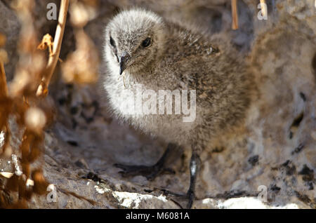 Frisch geschlüpfte Gezügelte Tern (Onychoprion anaethetus) Küken unter der Küste Felsen und Vegetation getarnt. Shoalwater Islands Marine Park WA Stockfoto