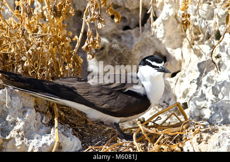 Nach gezügelte Tern (Onychoprion anaethetus) Wache über Frisch geschlüpfte Küken. Shoalwater Islands Marine Park, Western Australia Stockfoto