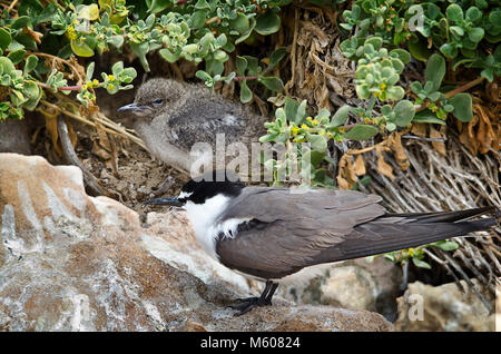 Nach gezügelte Tern (Onychoprion anaethetus) Wache über Frisch geschlüpfte Küken. Shoalwater Islands Marine Park, Western Australia Stockfoto