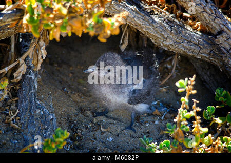 Frisch geschlüpfte Gezügelte Tern (Onychoprion anaethetus) Küken unter der Küste Felsen und Vegetation getarnt. Shoalwater Islands Marine Park WA Stockfoto