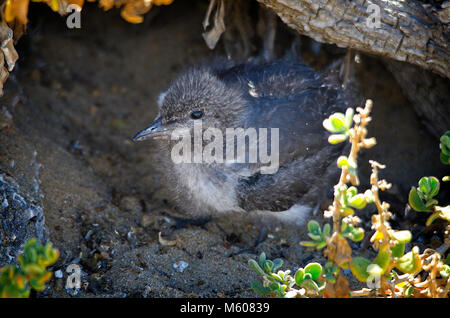 Frisch geschlüpfte Gezügelte Tern (Onychoprion anaethetus) Küken unter der Küste Felsen und Vegetation getarnt. Shoalwater Islands Marine Park WA Stockfoto