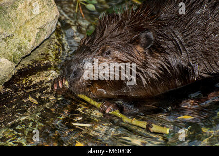 Apple Valley, Minnesota. Minnesota Zoo. Amerikanischer Biber, Castor canadensis. Biber kauen die Rinde aus einem Zweig. Stockfoto