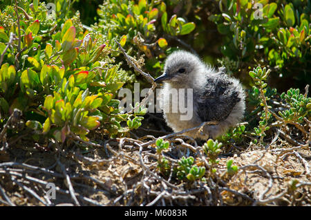 Frisch geschlüpfte Gezügelte Tern (Onychoprion anaethetus) Küken unter der Küste Felsen und Vegetation getarnt. Shoalwater Islands Marine Park WA Stockfoto