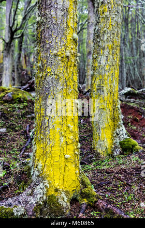 Gelbe Moos & Flechten wachsen in Buche Wald; Sendero ein Velo La Cascada de La Novia; Pfad zum Velo de La Novia Wasserfall, Ushuaia, Argentinien Stockfoto