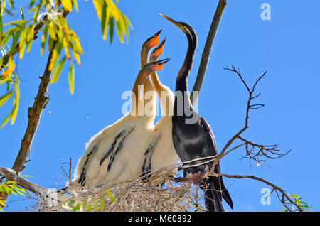 Australiasian schlangenhalsvogel (Anhinga novaehollandiae) mit Küken im Nest Stockfoto