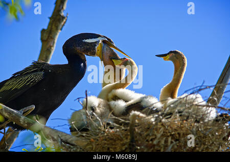 Australiasian schlangenhalsvogel (Anhinga novaehollandiae) mit Küken im Nest Stockfoto