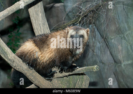 Apple Valley, Minnesota. Minnesota Zoo. Wolverine, Gulo Gulo. Stockfoto