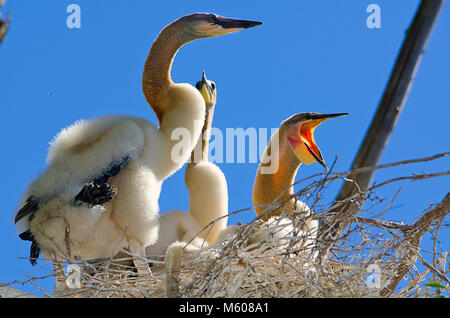 Australiasian schlangenhalsvogel (Anhinga novaehollandiae) mit Küken im Nest Stockfoto