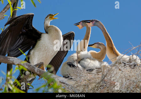 Australiasian schlangenhalsvogel (Anhinga novaehollandiae) mit Küken im Nest Stockfoto