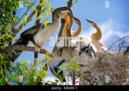 Australiasian schlangenhalsvogel (Anhinga novaehollandiae) mit Küken im Nest Stockfoto