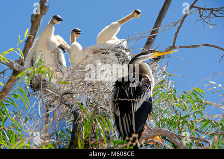 Australiasian schlangenhalsvogel (Anhinga novaehollandiae) mit Küken im Nest Stockfoto