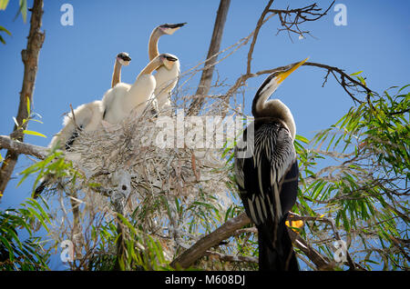 Australiasian schlangenhalsvogel (Anhinga novaehollandiae) mit Küken im Nest Stockfoto