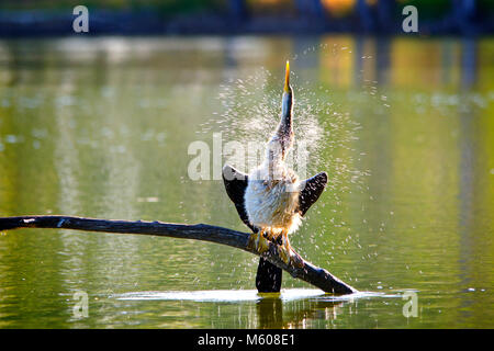 Australiasian schlangenhalsvogel (Anhinga novaehollandiae) schütteln Wasser aus der Federn. Alcoa Wetlands Reserve, Western Australia Stockfoto