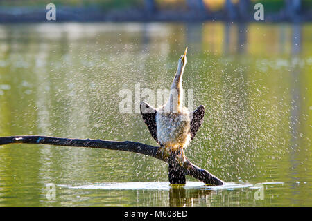 Australiasian schlangenhalsvogel (Anhinga novaehollandiae) schütteln Wasser aus der Federn. Alcoa Wetlands Reserve, Western Australia Stockfoto