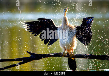 Australiasian schlangenhalsvogel (Anhinga novaehollandiae) schütteln Wasser aus der Federn. Alcoa Wetlands Reserve, Western Australia Stockfoto