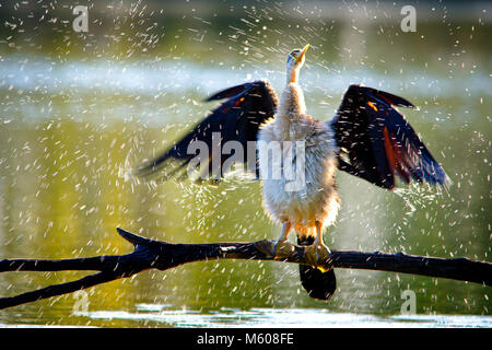 Australiasian schlangenhalsvogel (Anhinga novaehollandiae) schütteln Wasser aus der Federn. Alcoa Wetlands Reserve, Western Australia Stockfoto