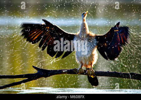 Australiasian schlangenhalsvogel (Anhinga novaehollandiae) schütteln Wasser aus der Federn. Alcoa Wetlands Reserve, Western Australia Stockfoto