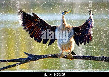 Australiasian schlangenhalsvogel (Anhinga novaehollandiae) schütteln Wasser aus der Federn. Alcoa Wetlands Reserve, Western Australia Stockfoto