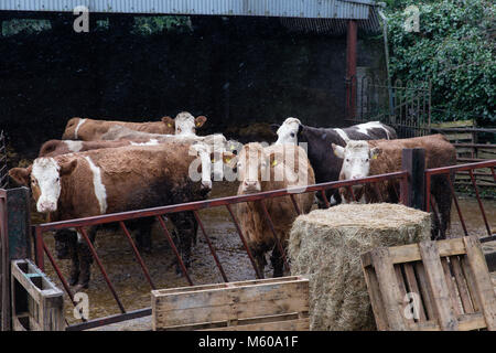 Schneefall in den Simmentaler Rinder außerhalb der Scheune in Kilmore, Kilcock, Co Meath, Irland stehend Stockfoto