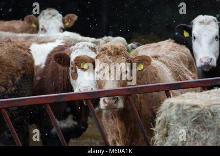 Schneefall in den Simmentaler Rinder außerhalb der Scheune in Kilmore, Kilcock, Co Meath, Irland stehend Stockfoto